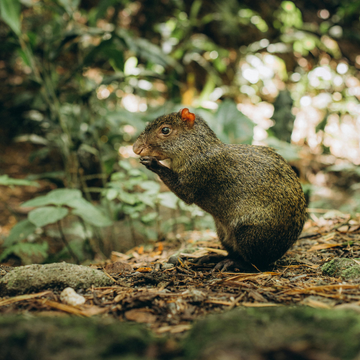 Tier sitzt essend im tropischen Wald, umgeben von Pflanzen und fallendem Laub.