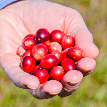 Eine Hand hält rote Cranberries in einer hellen, natürlichen Umgebung.